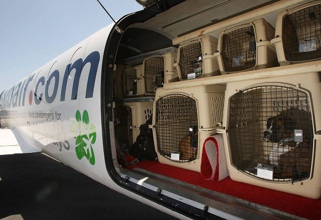 Аэрофлот перевозка собак – Перелет в самолете с животными: основная информация