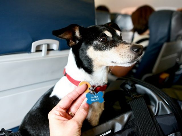 Как перевести в самолете собаку – Перелет в самолете с животными: основная информация